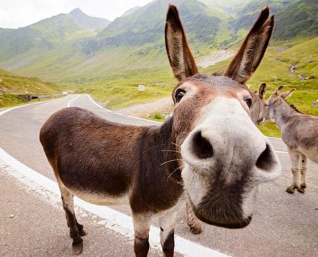 What Is Your Investing Spirit Animal?